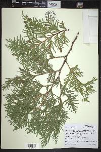 Thuja occidentalis image