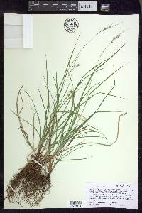 Carex swanii image