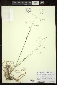 Poa alsodes image