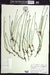 Equisetum variegatum image