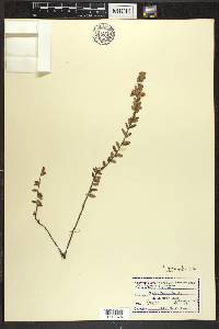 Vaccinium macrocarpon image