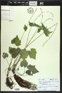 Mitella diphylla image