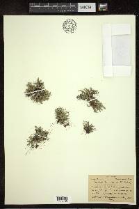 Selaginella rupestris image