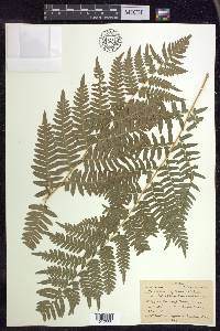 Pteridium aquilinum subsp. latiusculum image