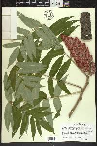 Rhus typhina image