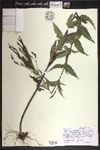 Verbena hastata image