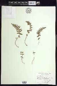 Woodsia ilvensis image