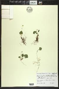 Viola blanda image