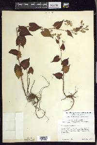 Fallopia cilinodis image