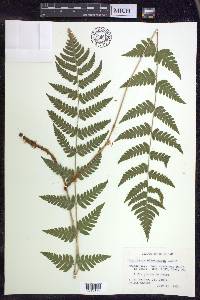 Dryopteris clintoniana image