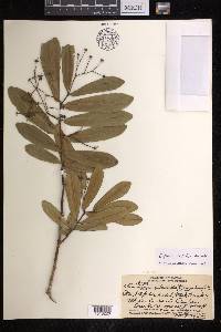 Euphorbia clusiifolia image