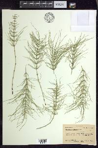 Equisetum pratense image