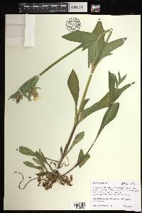 Silene latifolia image