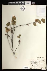 Betula pumila image