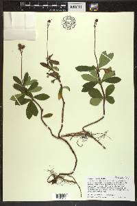 Chimaphila umbellata image