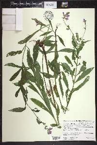 Physostegia virginiana subsp. virginiana image