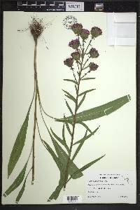 Liatris scariosa image