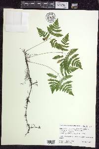 Gymnocarpium dryopteris image