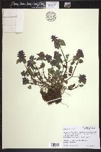 Lamium purpureum image