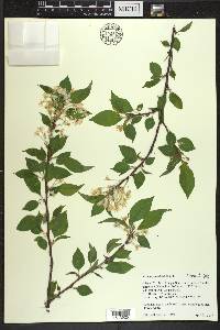 Prunus pensylvanica image