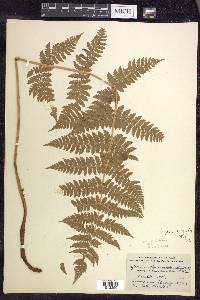 Dryopteris × triploidea image