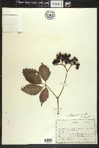 Parthenocissus inserta image