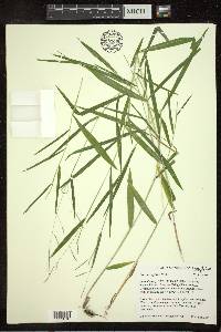 Leersia virginica image