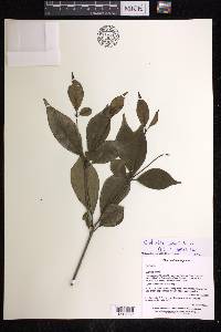 Euphorbia boivinii image
