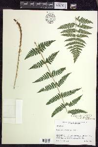 Dryopteris × triploidea image