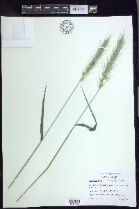 Elymus riparius image