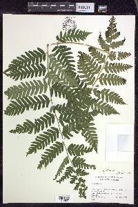 Dryopteris goldieana image