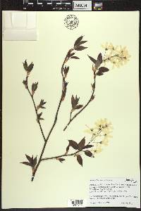 Amelanchier laevis image