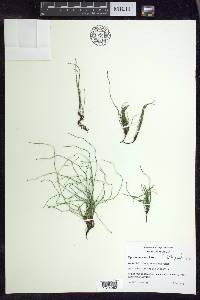 Equisetum scirpoides image