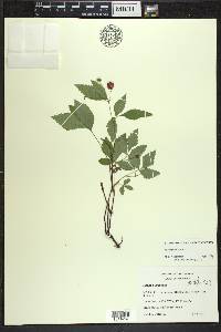 Rubus pubescens image