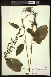 Rumex obtusifolius image