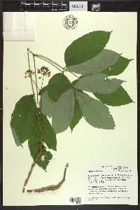 Aralia nudicaulis image