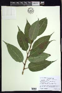 Salix lucida image