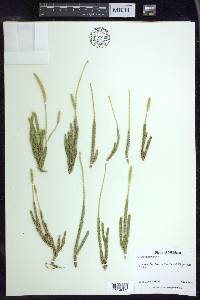 Lycopodium lagopus image