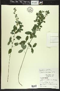 Lespedeza violacea image