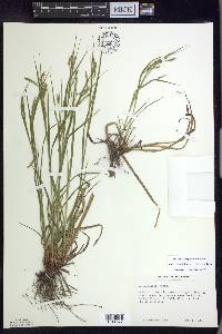 Carex debilis var. rudgei image