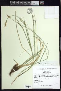 Carex prairea image