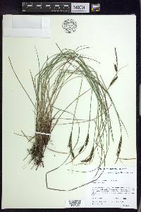 Carex nigra image