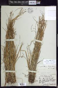 Carex debilis var. rudgei image