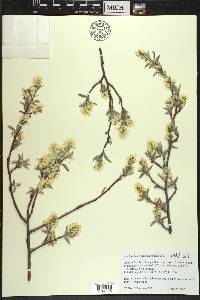 Amelanchier sanguinea image