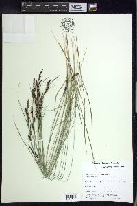 Carex nigra image