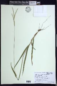 Paspalum setaceum var. stramineum image