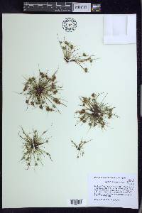 Cyperus squarrosus image