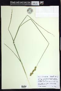 Carex merritt-fernaldii image