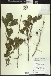 Crataegus punctata image