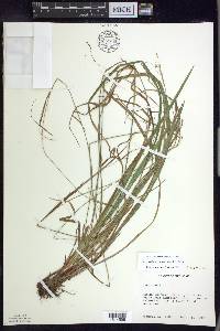 Carex debilis var. rudgei image